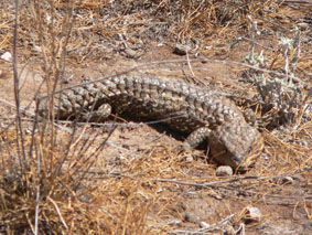 Tannenzapfenskink