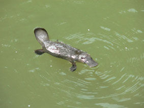 Platypus in Eungella NP - sehr schuechterne Tiere, aber wir hatten das Glueck 2 zu sehen