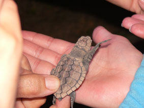 Karettschildkroeten - aus dem Nest in die weite See und zwischendurch auf unserer Hand