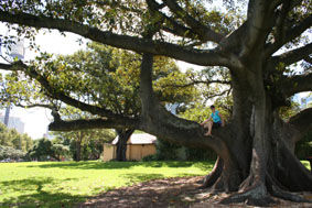 Uschi auf´m Baum