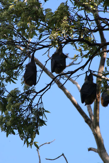 erkennt man sie besser - FLUGHUNDE