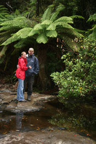 Wanderung durch den Regenwald zu den Erskine Falls