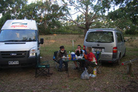 campen unter Koalas