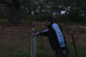 Mocker fuettert einen Kookaburra