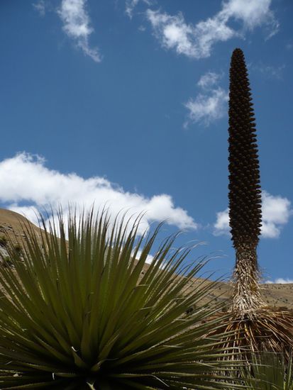 Bis 12m hoch und fast ne Ananas - Puya Raimondii