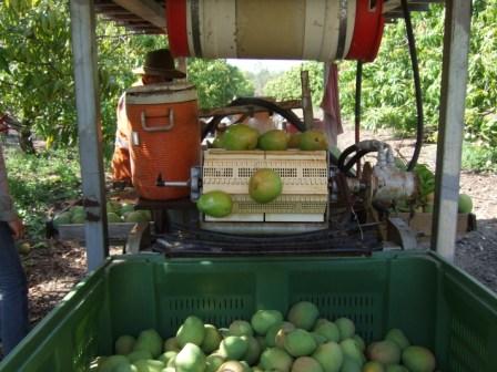 ein stilleben. ich nenne es: fallende mangos