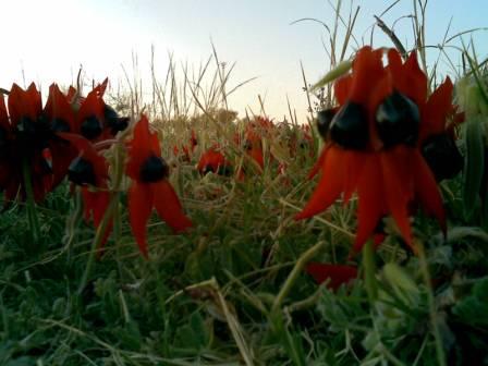 wuestenblumen