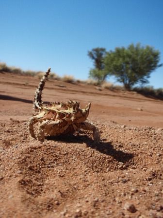thorny devil