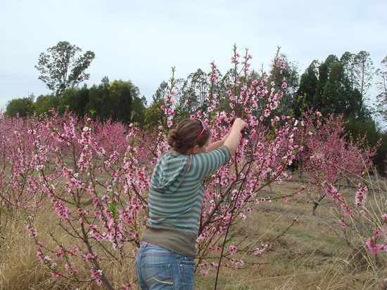 bluuuuumen! tausende, millionen, abermillionen!
