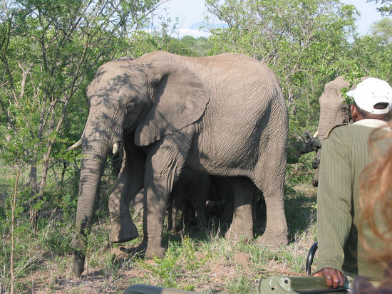 Der größte der Big Five