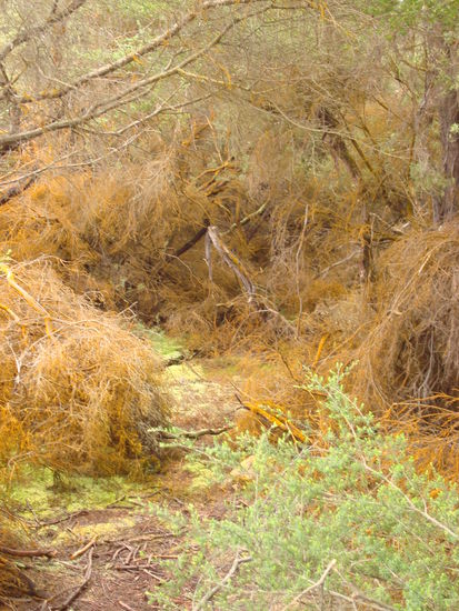 alle Pflanzen waren dank Schwefel mit orangenen Algen ueberzogen