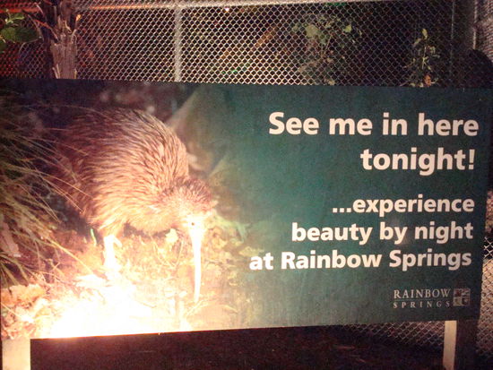 Auf meinen Original Kiwifotos sieht man leider nur schwarz...unglaublich, diese besonderen Tiere live zu sehn...immer wieder!