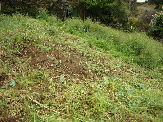 Britta un ich haben uns schon ma ans Unkrautrupfen gemacht...so sahs danach aus!