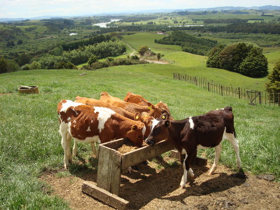 Die Kaelber sin auch schon gefuettert...alles in bester Ordnung!
