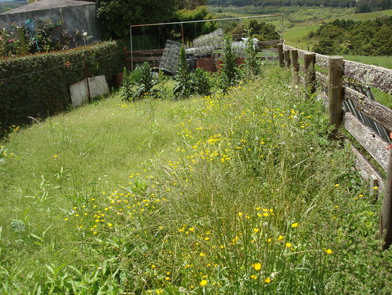 Das ist der Garten, den wir vor 6 Wochen umgegraben hatten...such den Brokkoli! - den haben wir nicht mehr von Unkraut befreit...dafuer hat die Zeit leider net mehr gereicht...