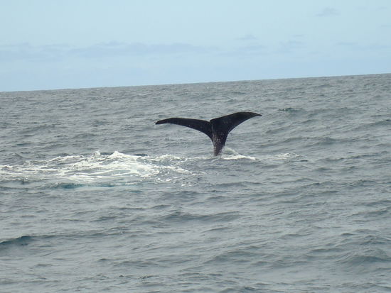 Das war so das meiste was man vom Wal sehen konnte....