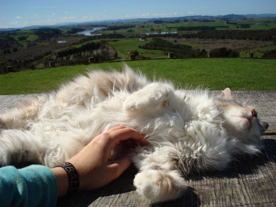Katze vor wilder Landschaft (uebrigens schwanzlos...eine besondere Rasse oder so)...vermisse meinen Cassi/Sputnick/Mikech, wie auch immer...