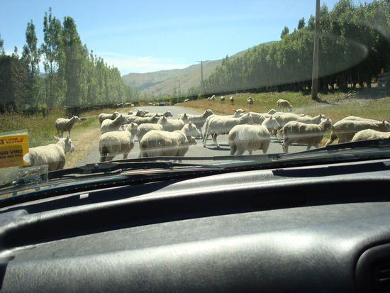 Bei unserer Ankunft im Kaituna Valley erleben wir gleich mal das typische neuseelaendische Landleben...