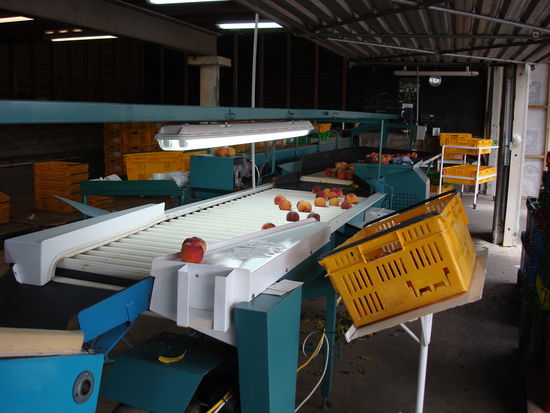 Unser Arbeitsplatz beim Nektarinen-, Pfirsich- und Aprikosensortieren