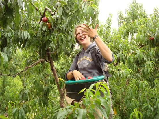 Das sollte manchen Lesern bekannt vorkommen - These trees, these branches and look at these beautiful fruits...Do you want to bite?
