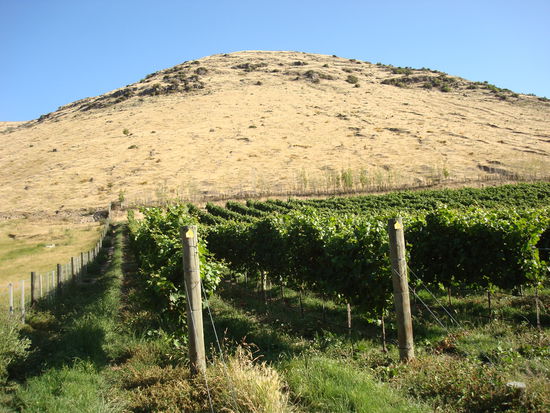 Manchmal arbeiteten wir auch im Weinberg oder schnitten Baeume zurueck...das machte die Arbeit etwas abwechslungsreicher...