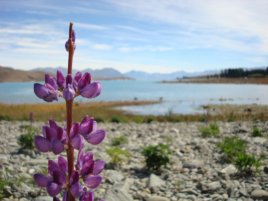 Lake Tekapo (nun konnte ich endlich selbst die Bilder machen, die ich schon so oft auf Postkarten gesehen hatte...)