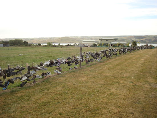 Der Schuhzaun am Highway - ein Foto wert!