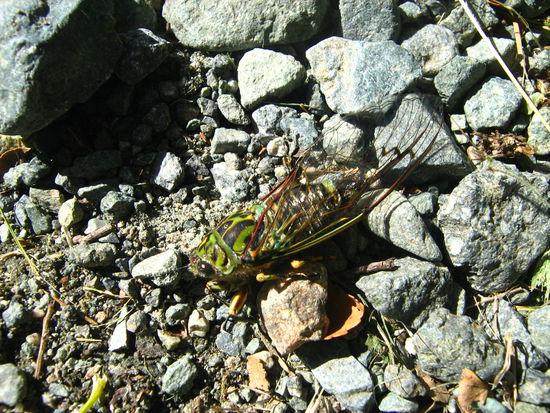 Die Zikaden machen hier nen Laerm...da hoer sogar ich meinen Tinitus net mehr...