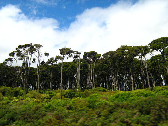 hier finden wir den Regenwald...