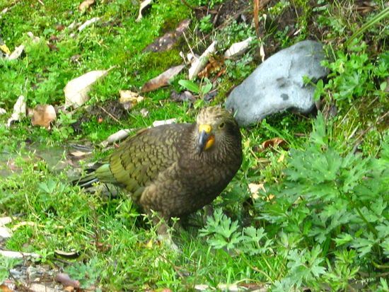 Kea, ein einheimischer neuseelaendischer Vogel...