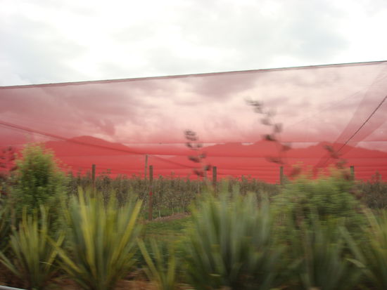 Plantagen...zum Glueck such ich net nach Arbeit