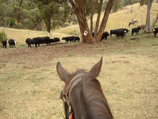 Meine Aussicht beim Mustering (Kühe zusammentreiben)...mein Pferd heißt Sam, is schwul un der größte Lahmarsch überhaupt, wat mich manchmal mächtig ankotzt!