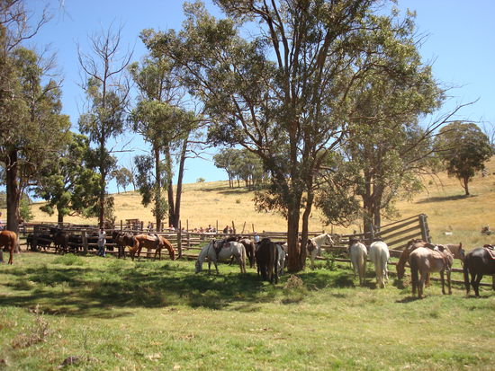 Die Rinder sind in den Yards un wir gönnen uns und den Pferden erstma ne Pause nach über 4h Zweisamkeit...