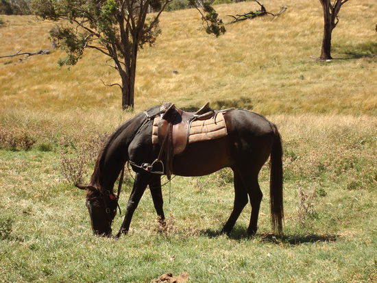Dat is mein schwulet Pferd in seiner ganzen Pracht...
