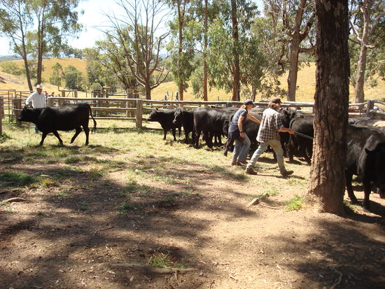 danach versuchen wir etwas Ordnung ins Kuhchaos zu bringen...