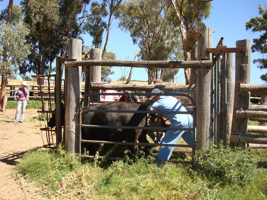 Der Tierarzt ist auch schon da und checkt die Trächtigkeit der Prachtstücke (auf meiner späteren Arbeitsfarm hat man für sowas keinen Tierarzt gebraucht und da hab ich auch selbst ein paar mal reingelangt...das fühlt sich schön weich und warm an...mhmmm...)