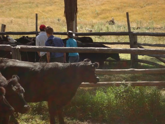 ich (im hellblauen Blüschen) zeige den Männern mal wie das mit dem Kühe aussortieren funktioniert und versuche ihnen verzweifelt beizubringen, dass es mit Ruhe und Geduld besser funktioniert als mit verzweifeltem Rumgeschreie...am Ende haben sie dann schließlich eingesehn, dass es, oh Wunder, mit meiner Methode viel relaxter und leichter geht...Mission erfolgreich - ich glücklich!
