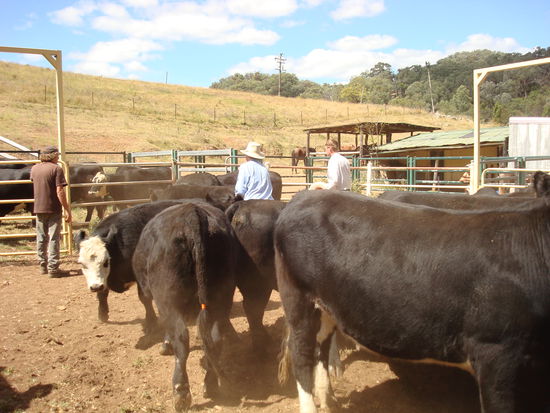 Nach einem langen auf Pferderücken Kuhtreibetag heißts dann Rinder zum Verkauf aussortieren...