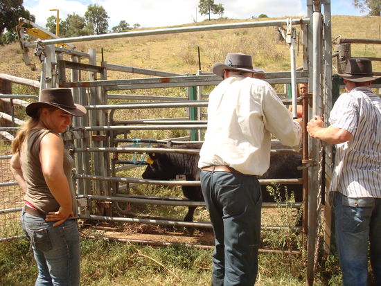 hier müssen noch ein paar extra Ohrmarken ran