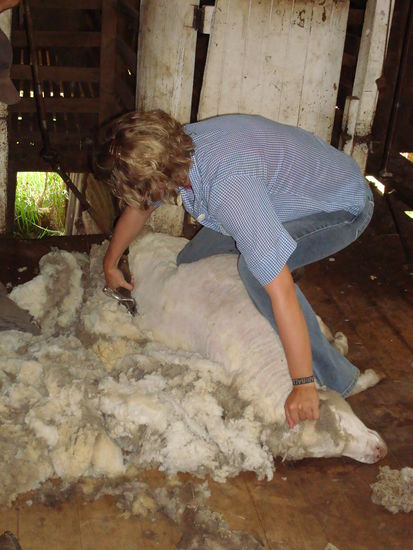Am vorletzten Tag stand Schafe treiben, schären und...