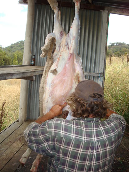 ...schlachten auf dem Programm.