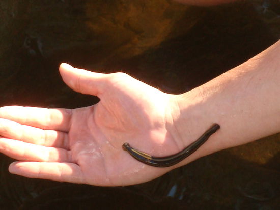 denn hier sind auch andere primitive Kreaturen zu Hause...