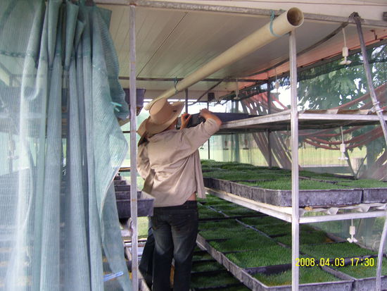 hier bauen wir Getreide im kleinen an...zur täglichen Fütterung der Bullen.