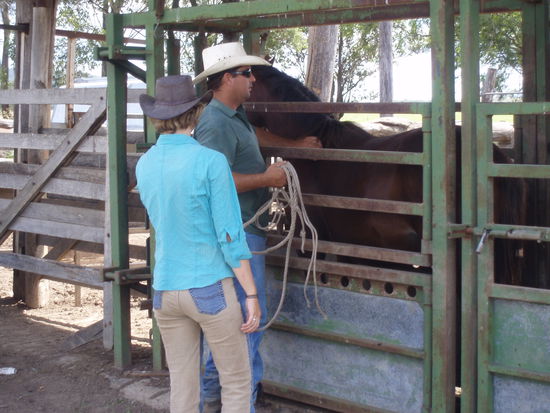 wir versuchen ein paar junge Pferde zu zähmen