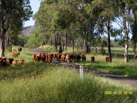 aber es gibt zum Glück auch ein paar eingerittene, somit gehts los mit mustering...i love it!