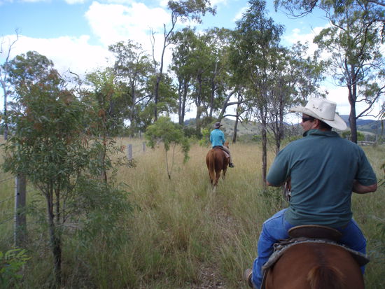 Rinder wo sie sein sollen - Arbeit erledigt!