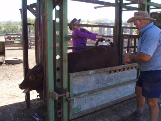 Hier bin ich mal wieder bei einer Kastration behilflich...dass ich das später auch mal tun würde, hätte ich mir damals noch nicht erträumen lassen...