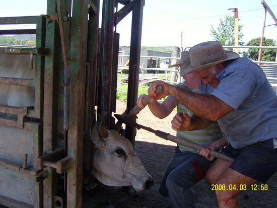 das Horn muss weg! - ganz klar!