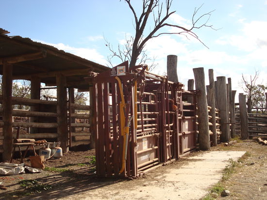 die "crush" wo wir die Bullen reintreiben zum Brandmarken, Ohrmarken etc...