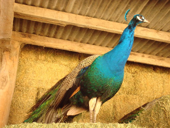 wilde Pfaue haben sich hier überall rumgetrieben